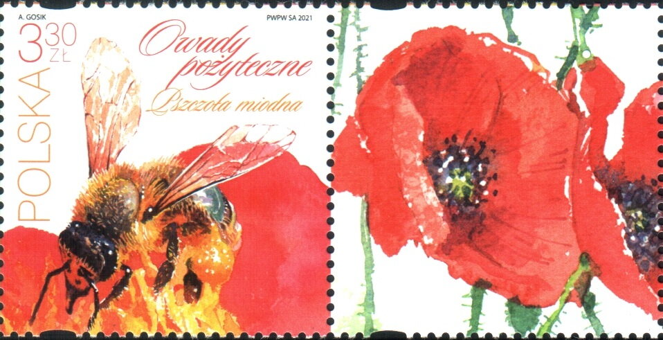 European Honey Bee (Apis mellifera)