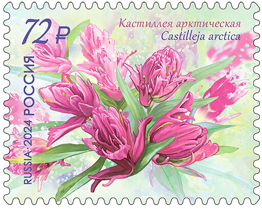 Castilleja arctica