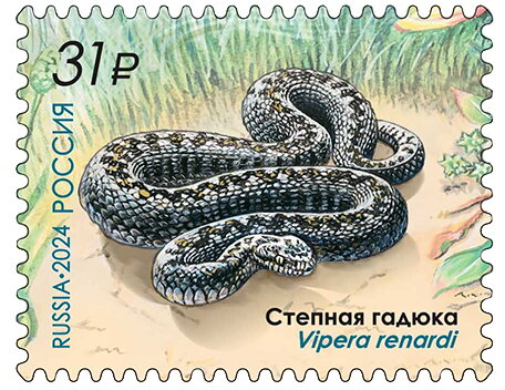 Eastern Steppe Viper (Vipera renardi)