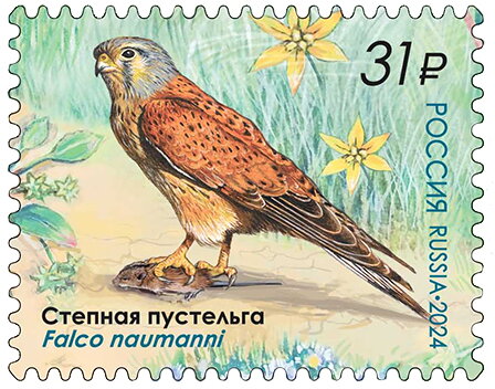 Lesser Kestrel (Falco naumanni)
