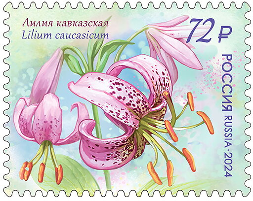 Lilium caucasicum