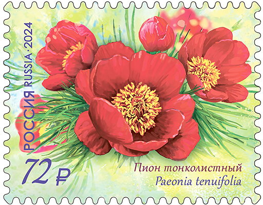Paeonia tenuifolia