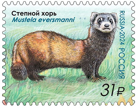 Steppe Polecat (Mustela eversmanii)