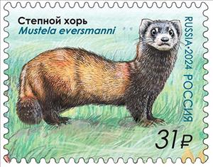 Stamp, Steppe Polecat (Mustela eversmanii), Russia,  , Animals (Fauna), Mammals, Polecats