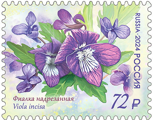 Viola incisa
