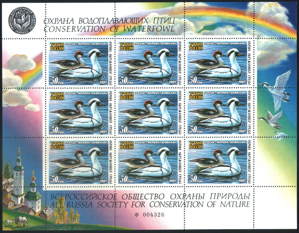Smew (Mergus albellus)