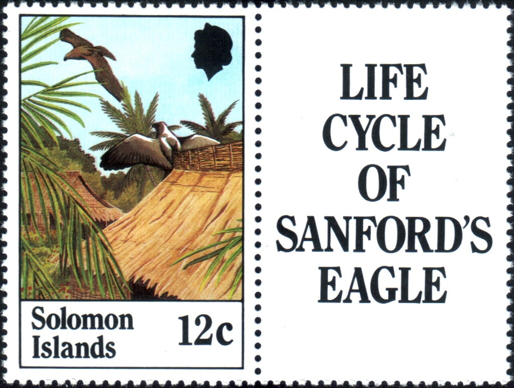 Sanford's Sea-eagle (Haliaeetus sanfordi)