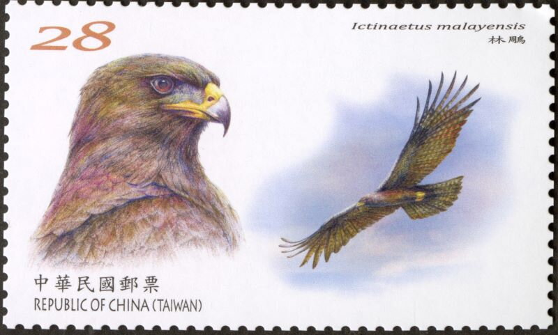 Black Eagle (Ictinaetus malaiensis)
