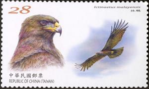 Stamp, Black Eagle (Ictinaetus malaiensis), Taiwan (Republic of China),  , Birds of Prey