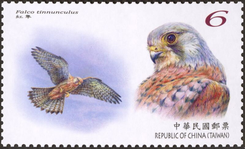 Kestrel (Falco tinnunculus)