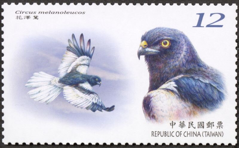 Pied Harrier (Circus melanoleucos)