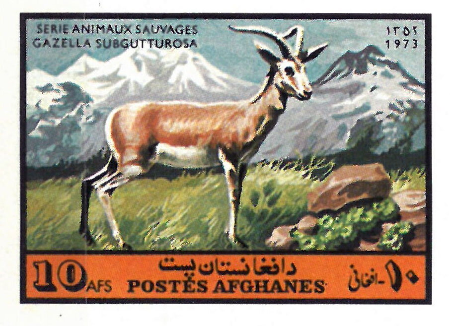 Goitered Gazelle (Gazella subgutturosa)