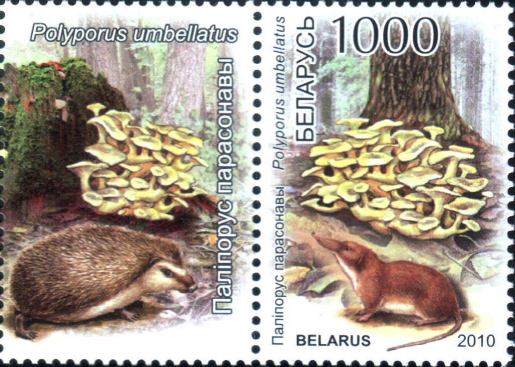 Polyporus umbellatus