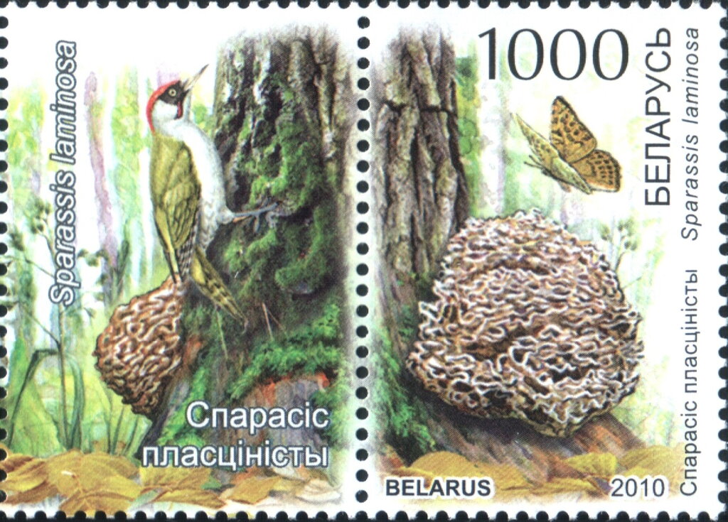 Sparassis laminosa