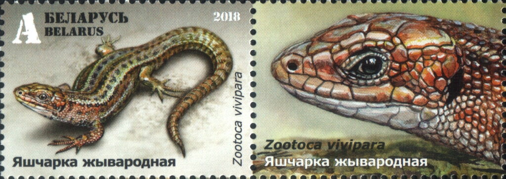 Viviparous Lizard (Zootoca vivipara)
