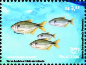 Twospot Tetra (Astyanax bimaculatus)