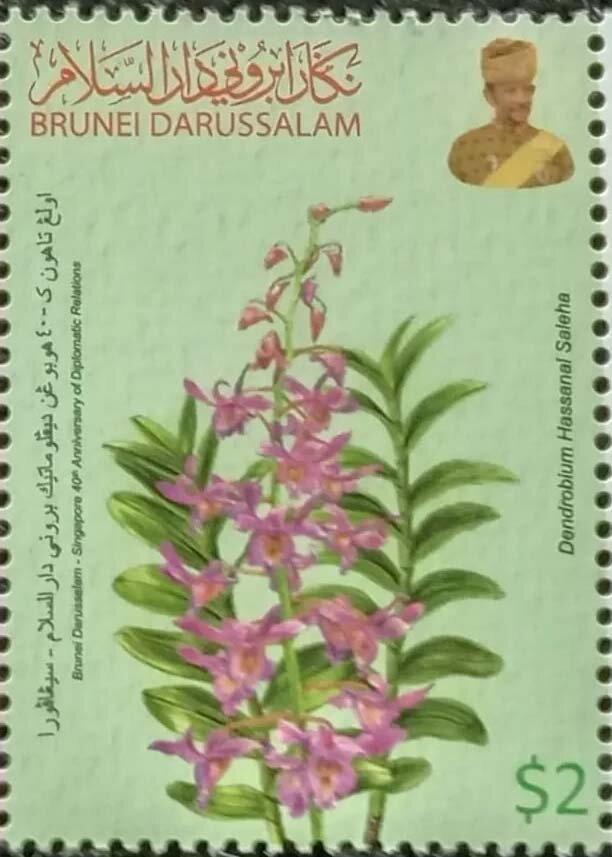 Dendrobium hassanal saleha