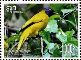 Black Headed Bulbul (Brachypodius melanocephalos)