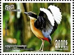 Blue Winged Pitta (Pitta moluccensis)