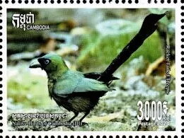 Racket Tailed Treepie (Crypsirina temia)