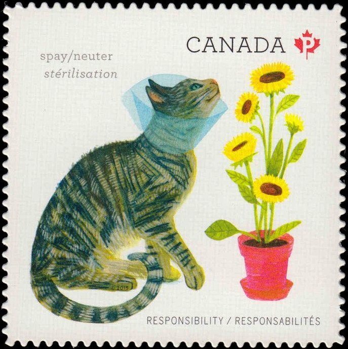 Cat in Head Cone Sniffing Flower - Spay/neuter
