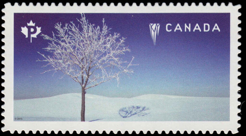 Hoar Frost on Tree
