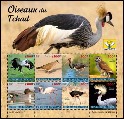Bird of Chad