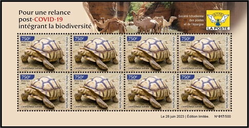 Centrochelys sulcata