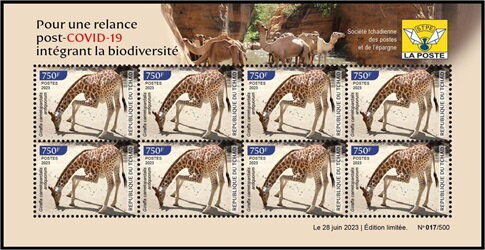 Giraffa camelopardalis antiquorum