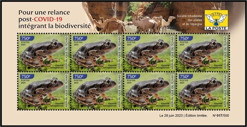 Kassina senegalensis