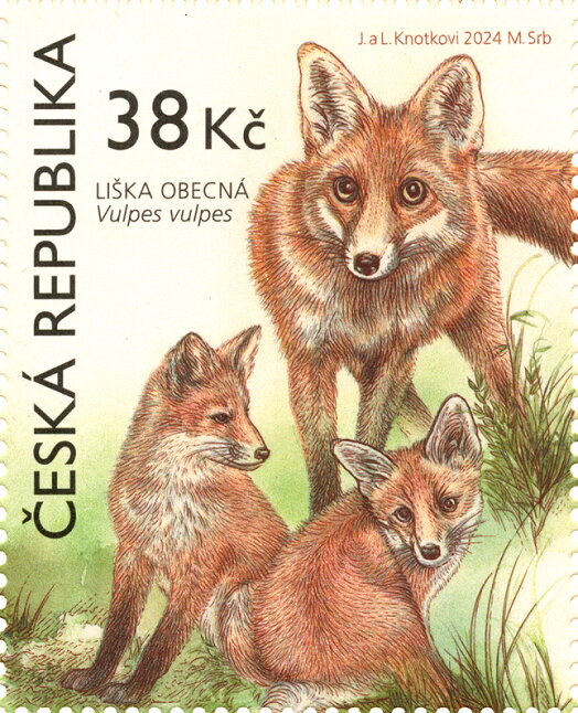 Red Fox (Vulpes vulpes)