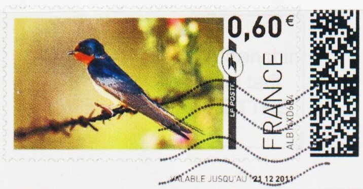 Bird maybe a swift