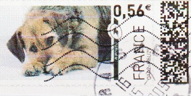Border Terrier