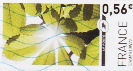 Horse chestnut leaves
