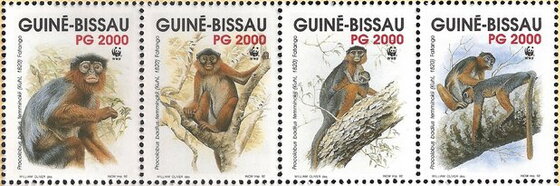 Se-tenant, Temminck's Red Colobus (Procolobus badius temminckii), Guinea-Bissau,  , Animals (Fauna), Mammals, Monkeys, WWF