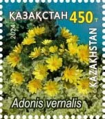 Pheasant's Eye (Adonis vernalis)