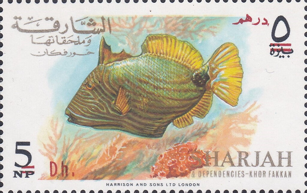Orange-lined Triggerfish (Balistapus undulatus)