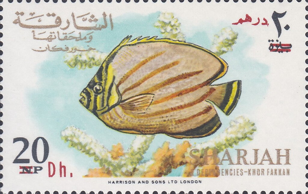 Ornate Butterflyfish (Chaetodon ornatissimus)