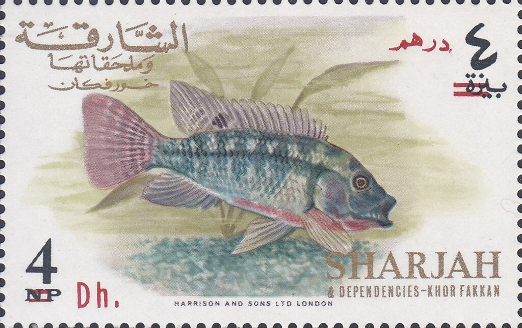 Redbelly Tilapia (Tilapia melanopleura)