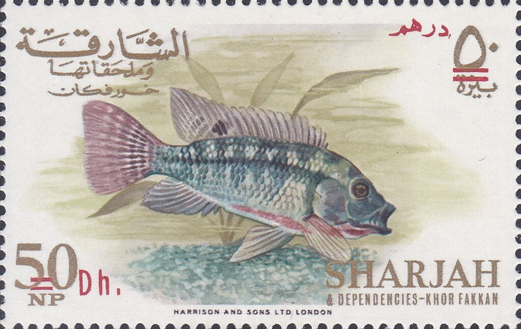 Redbelly Tilapia (Tilapia melanopleura)
