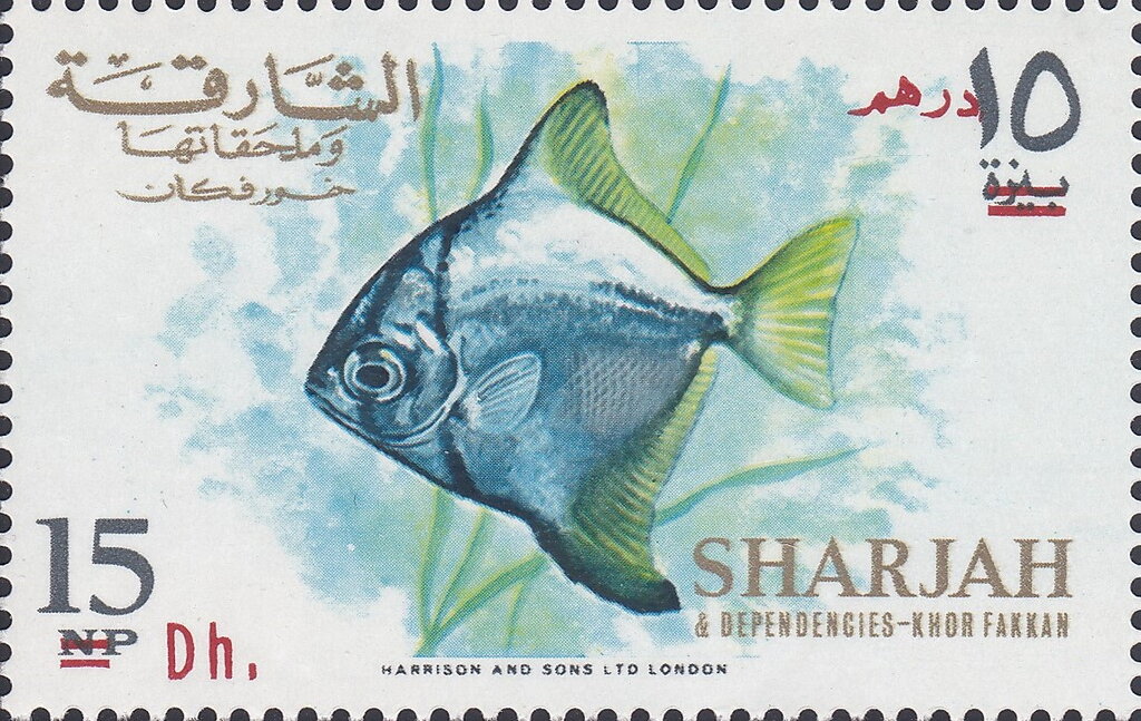 Silver Moony (Monodactylus argenteus)