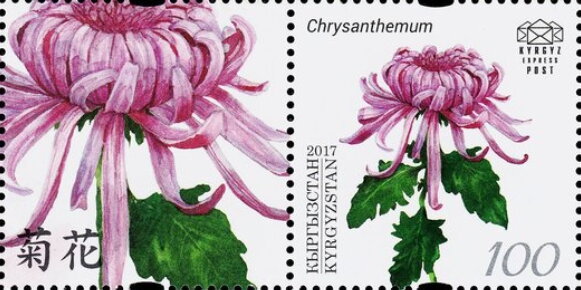 Chrysanthemum