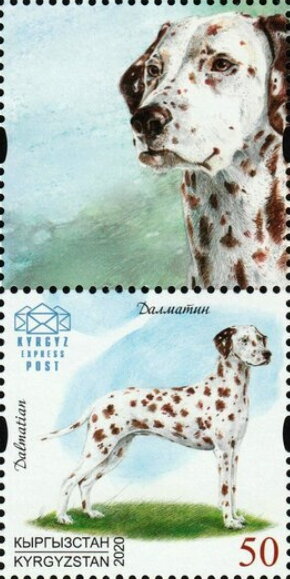 Dalmatian