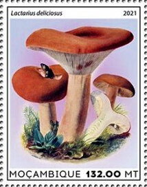 Mushrooms - Lactarius deliciosus