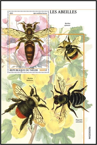 Apis mellifera femina