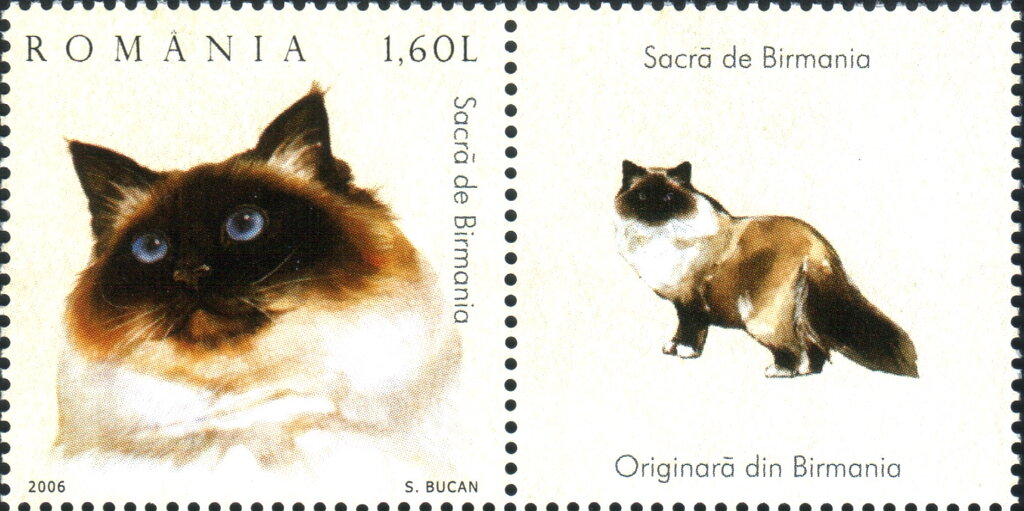 Burmese (Felis silvestris catus)