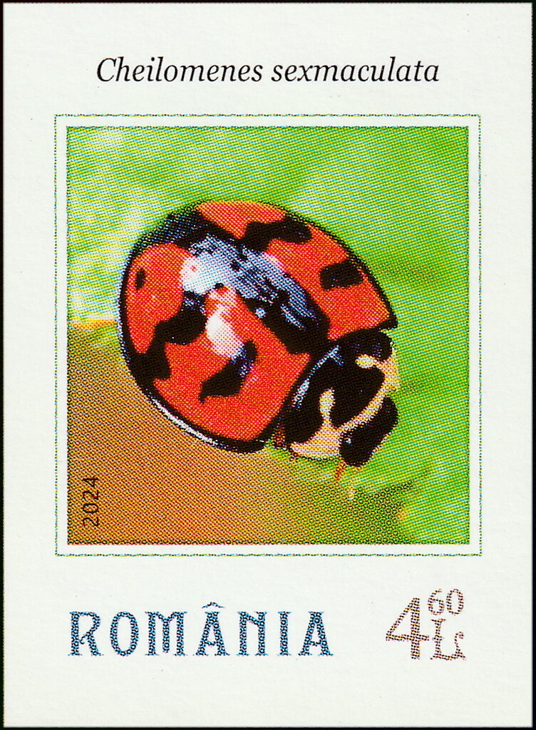 Cheilomenes sexmaculata