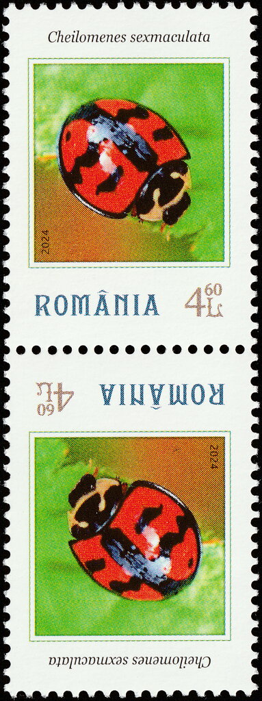 Cheilomenes sexmaculata