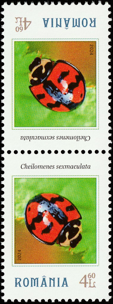 Cheilomenes sexmaculata