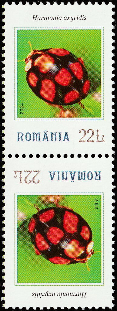 Harmonia axyridis